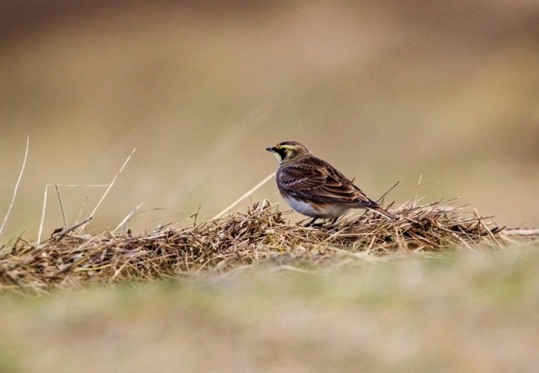 Photo of a Shore lark in nature reserve Zwin, Belgium