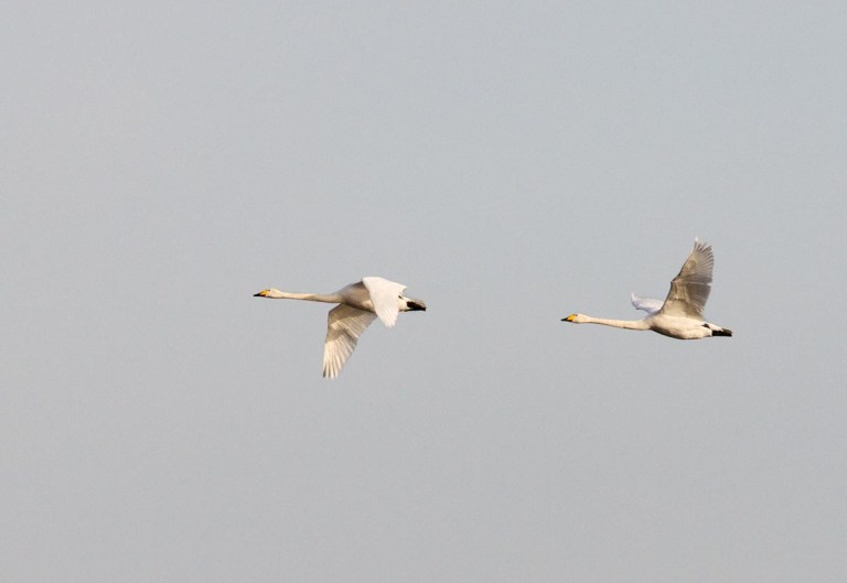 Photo of Whooper Swans, Beltringharder Koog, Germany