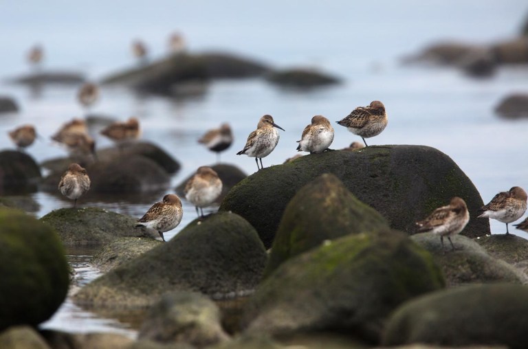 Photo of Dunlins, Naerlandstranden, Norway
