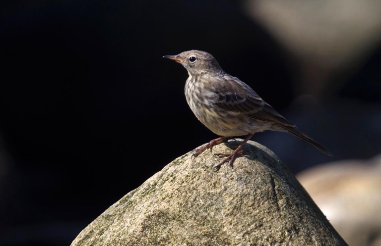 Photo of a Rock Pipit, Naerlandstranden, Norway