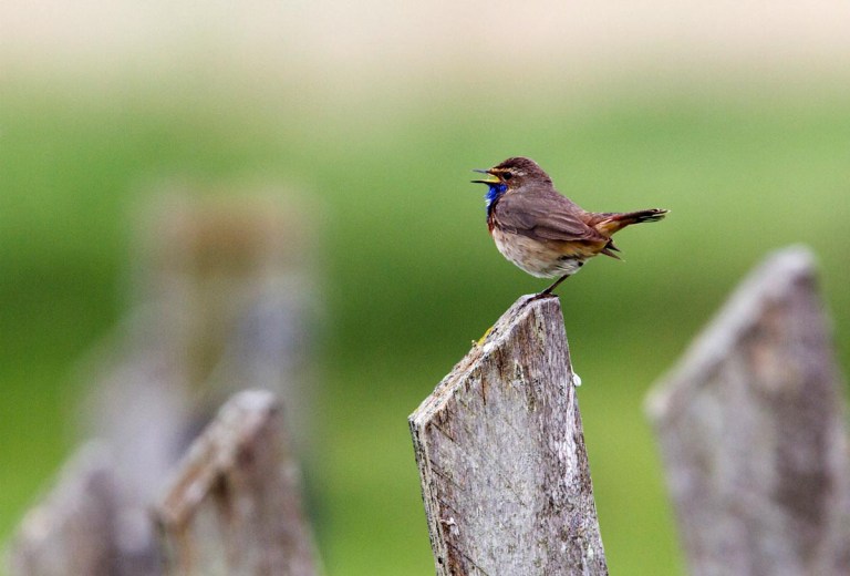 Photo of a Bluethroat, Polder Breebaart, the Netherlands