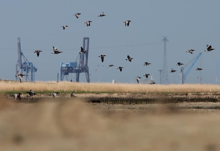 Photo of Barnacle Geese, Bohrinsel, Dyksterhusen, Germany