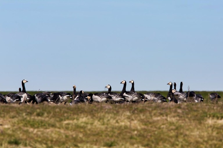Photo of Barnacle Geese, Polder Breebaart. the Netherlands