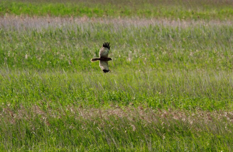 Photo of a Marsh Harrier, Rysum, Germany