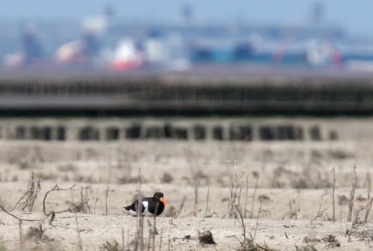 Photo of an Oystercatcher, Bohrinsel, Dyksterhusen, Germany