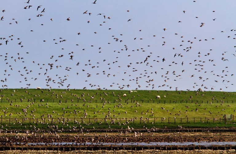 Photo of Black-tailed Godwits, Bohrinsel, Dyksterhusen, Germany