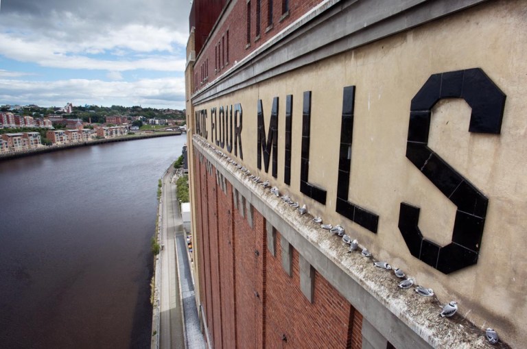 Photo of Kittiwakes, Newcastle upon Tyne, United Kingdom