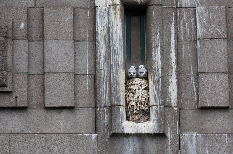Photo of Kittiwakes, Newcastle upon Tyne, United Kingdom