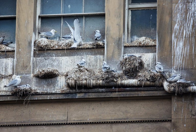 Photo of Kittiwakes, Newcastle upon Tyne, United Kingdom