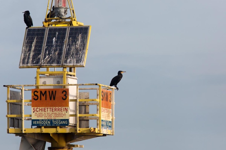 Photo of Cormorants, Wadden Sea, the Netherlands 