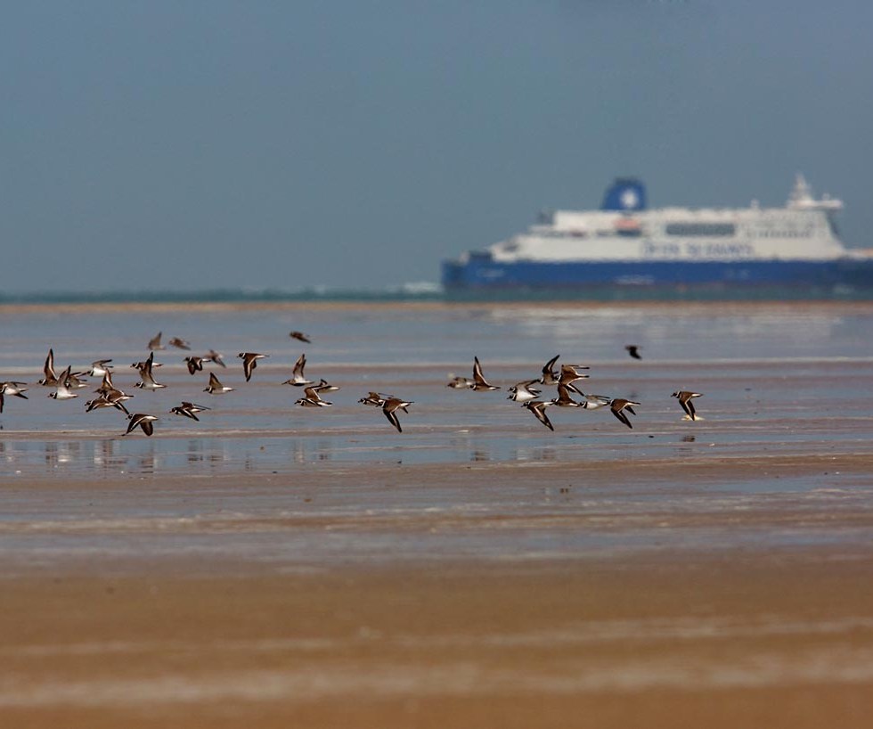 Photo of Ringed Plovers, Calais, France