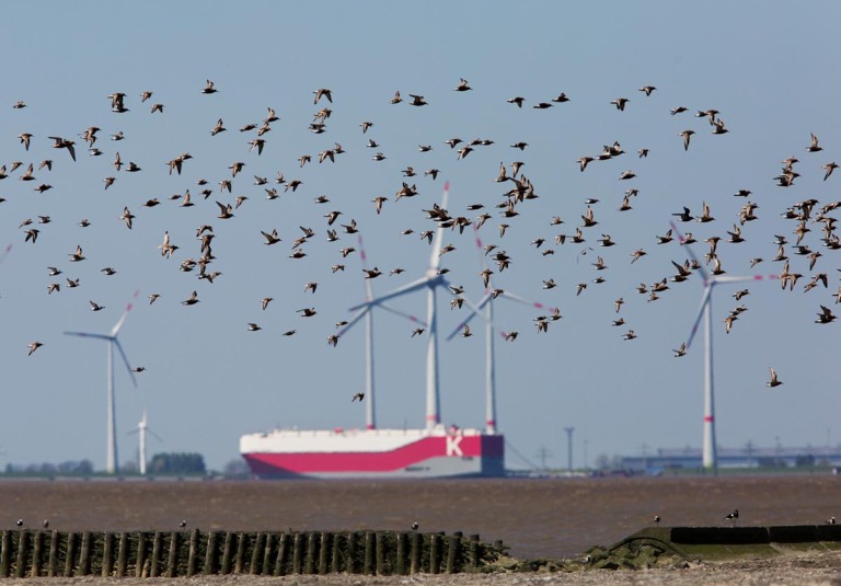 Photo of Dunlins and Knots, Wadden Sea, Germany