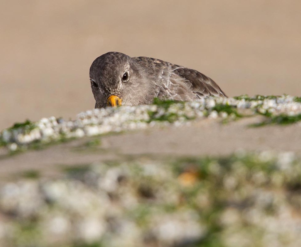 Photo of a Purple Sandpiper, Ostend, Belgium