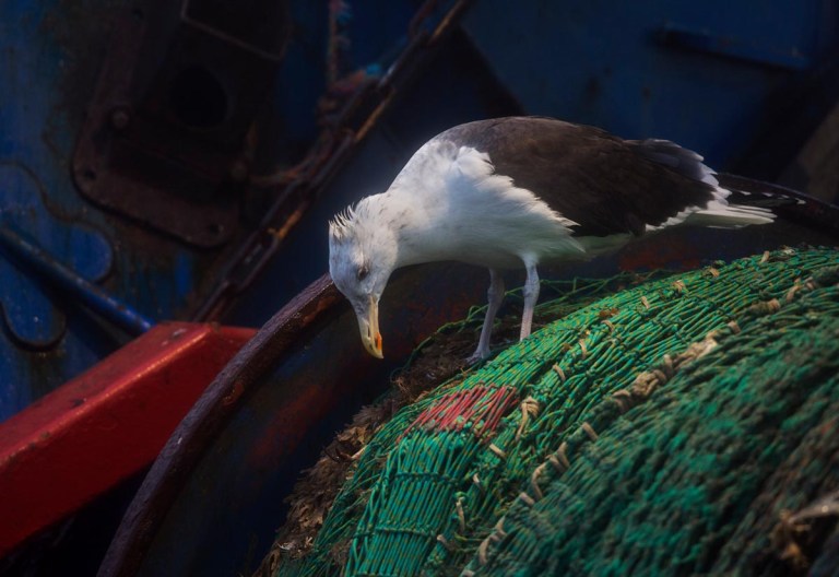 Photo of a Great Black-backed Gull, Hanstholm port, Thy, Denmark