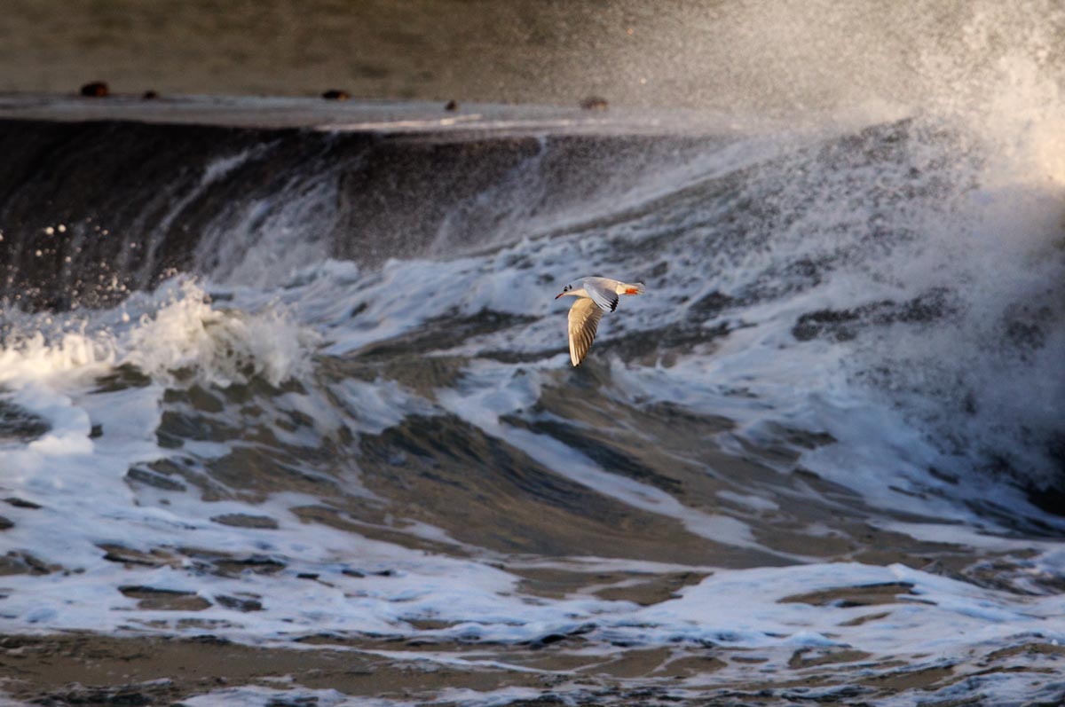 Photo of a Black-headed Gull, Roshage, Thy, Denmark