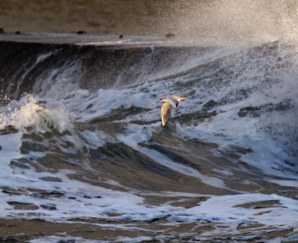 Photo of a Black-headed Gull, Roshage, Thy, Denmark