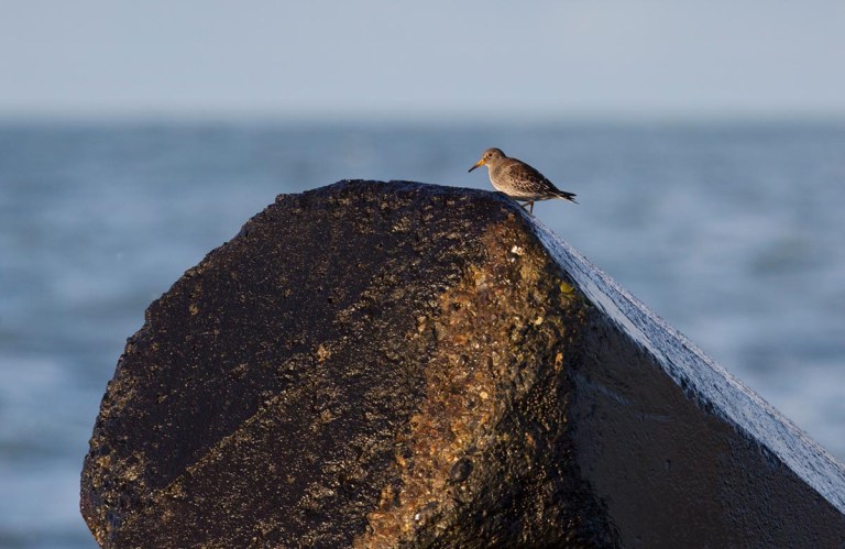 Photo of a Purple Sandpiper, Agger Tange, Thy, Denmark