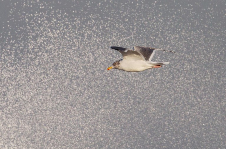 Photo of a Herring Gull, Roshage, Thy, Denmark