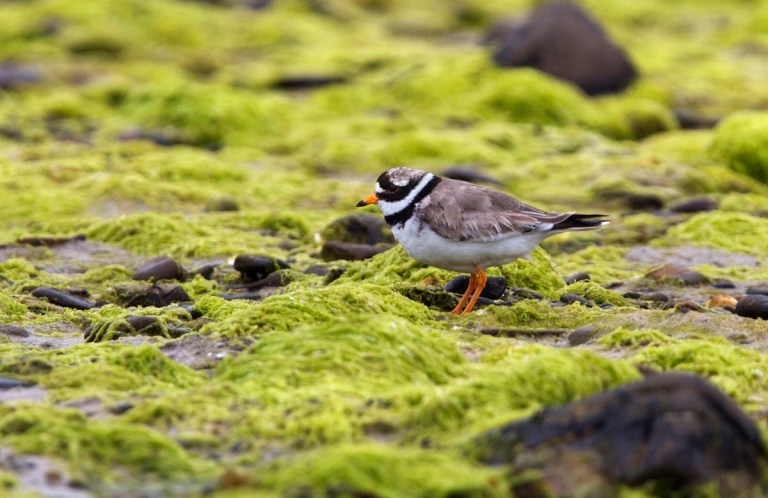 Photo of a Ringed Plover, Bay of Tuquoy,  Westray, Orkney
