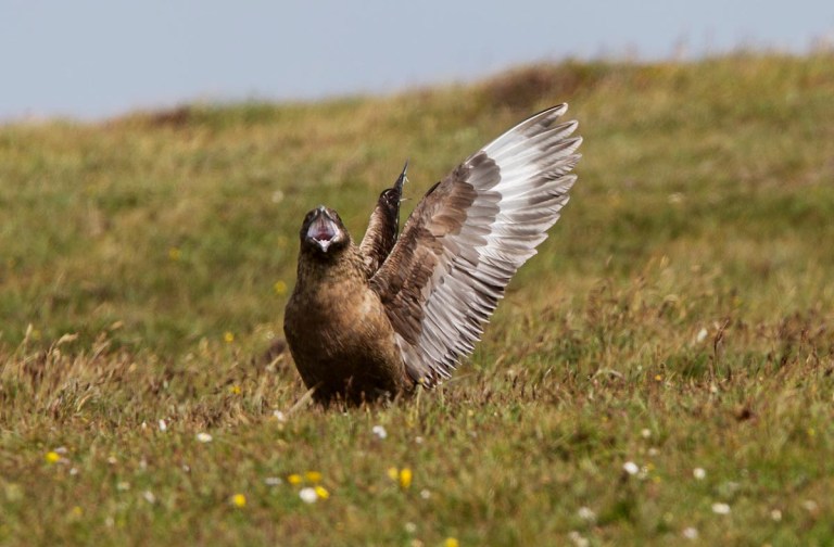 Photo of a Great Skua, nature reserve North Hill, Papa Westray, Orkney