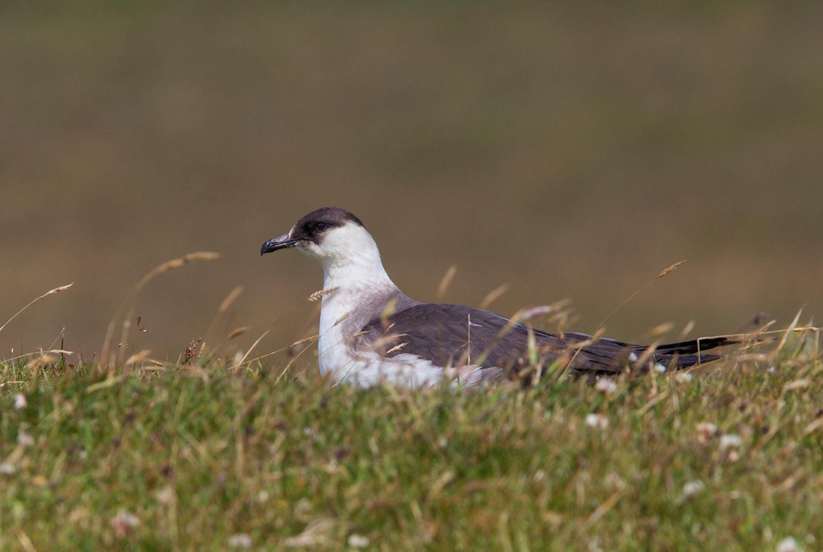 Photo of a Arctic Skua, nature reserve North Hill, Papa Westray, Orkney
