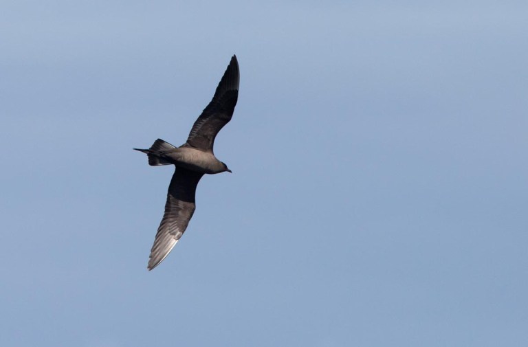 Photo of a Arctic Skua, nature reserve North Hill, Papa Westray, Orkney