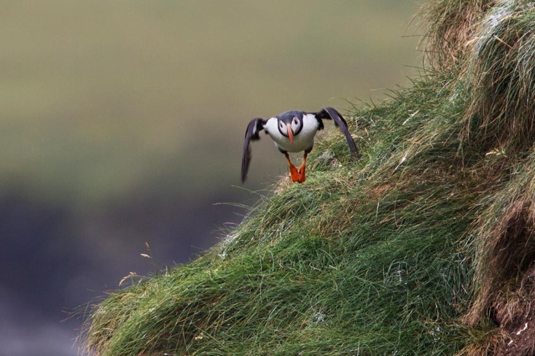 Photo of a Puffin, Castle O’ Burrian, Westray, Orkney