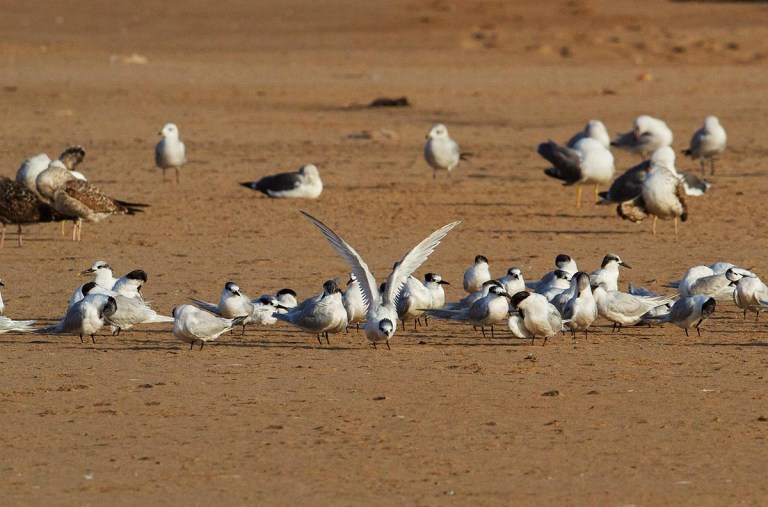 Photo of Sandwich Terns, Morocco