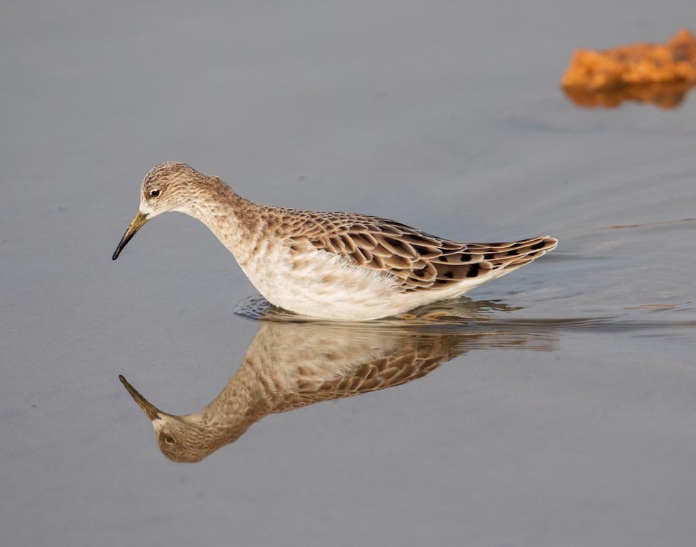 Photo of a Ruff, Morocco