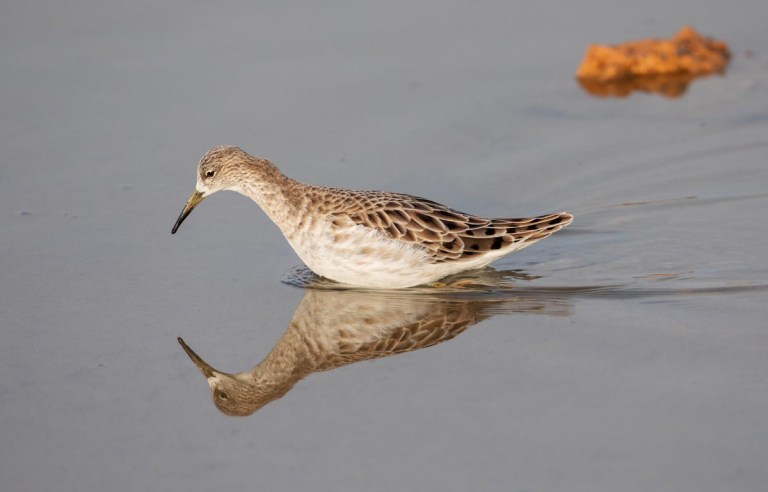 Photo of a Ruff, Morocco