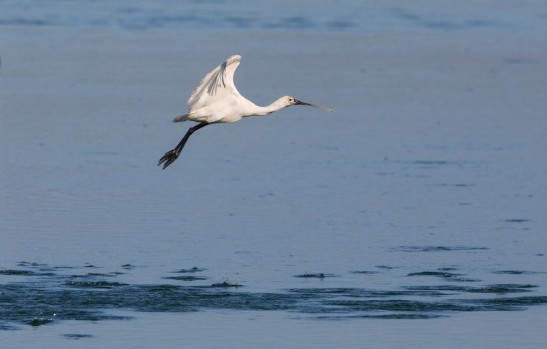 Photo of a Spoonbill, Morocco