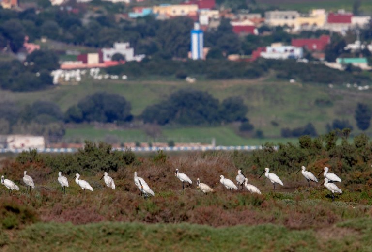 Photo of Spoonbills, Morocco