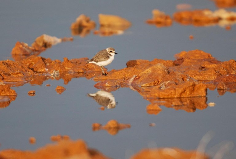 Photo of a Kentish Plover, Morocco